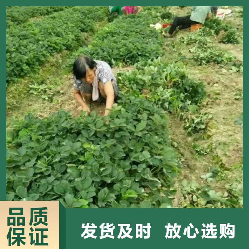 草莓苗红富士苹果树苗产地源头好货