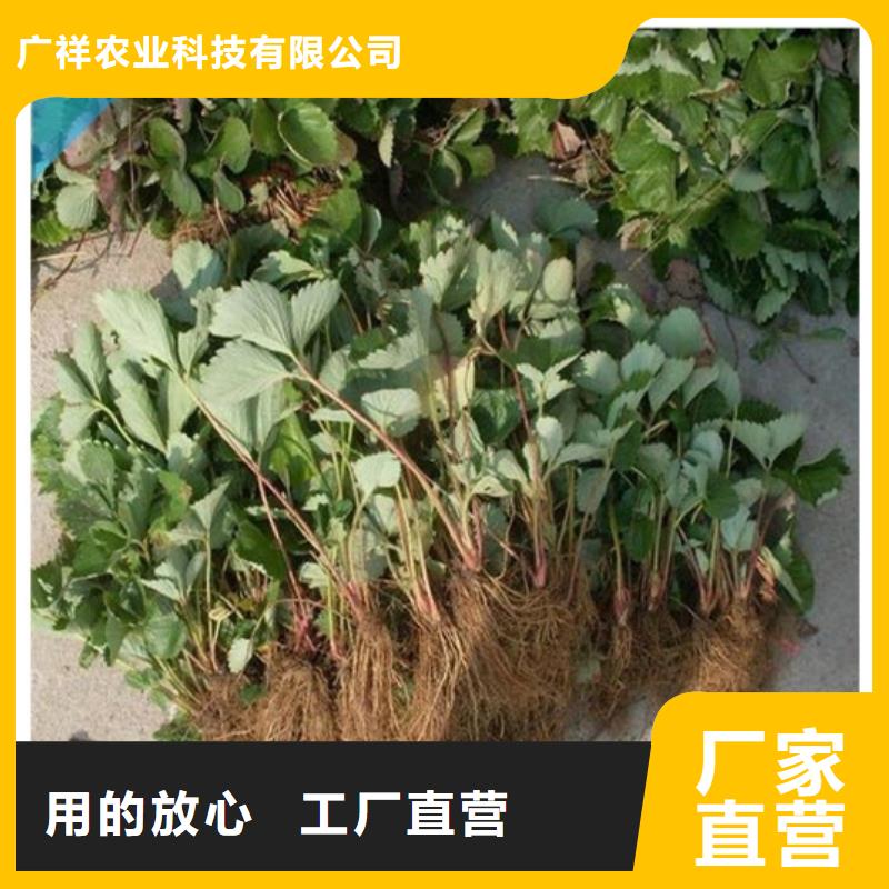 维吾尔自治区妙香7号草莓苗哪里纯正