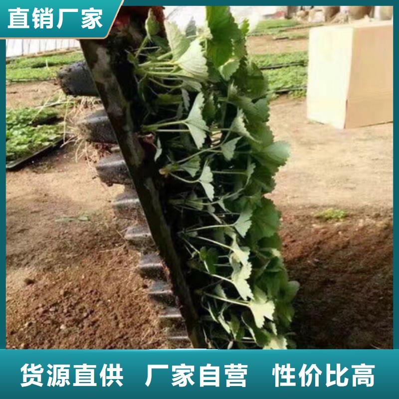 草莓苗-果树苗现货齐全售后无忧