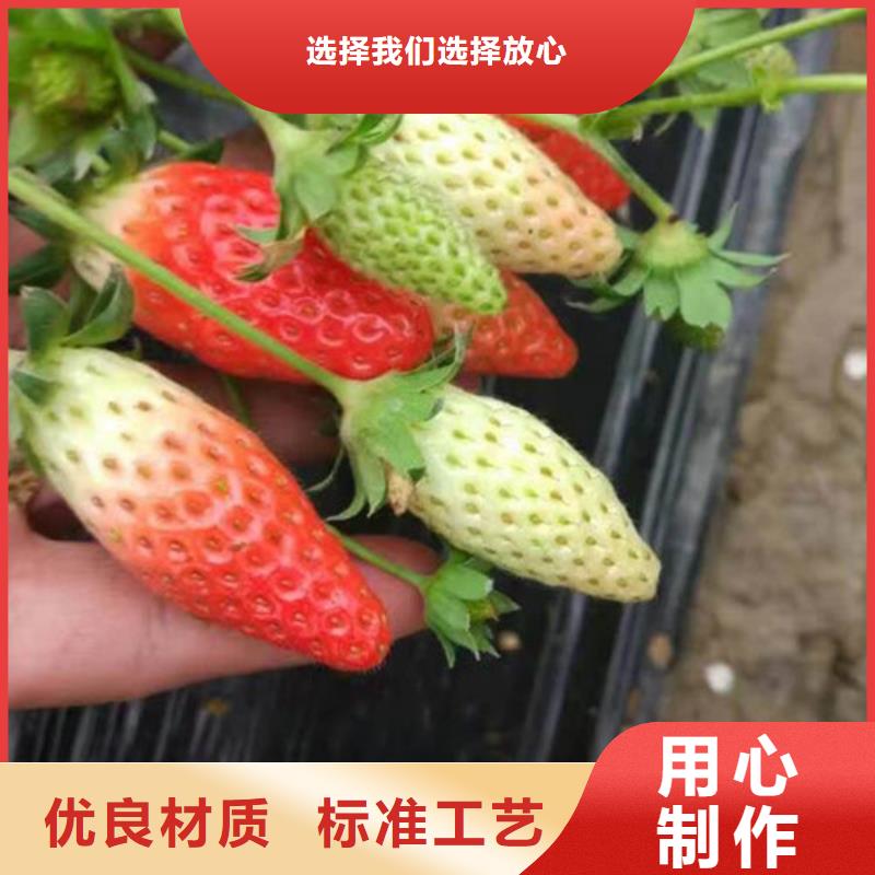 草莓苗 梨树苗定制定做