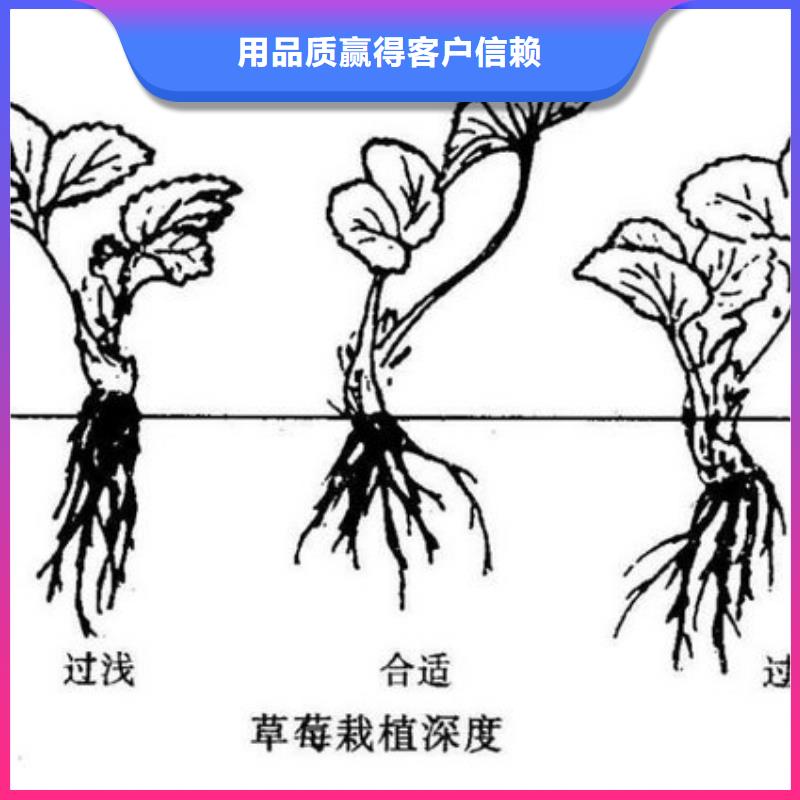 草莓苗樱桃苗实力大厂家