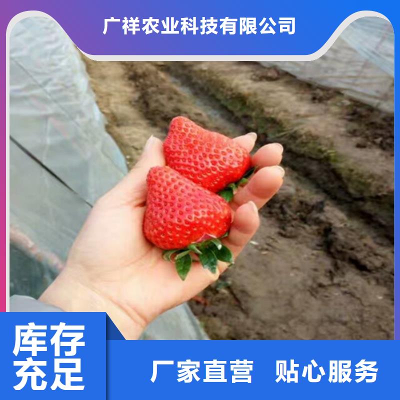 草莓苗樱桃苗实力大厂家