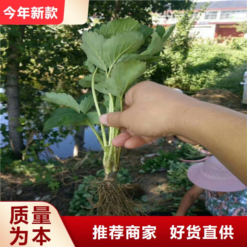 香蕉草莓苗哪里好