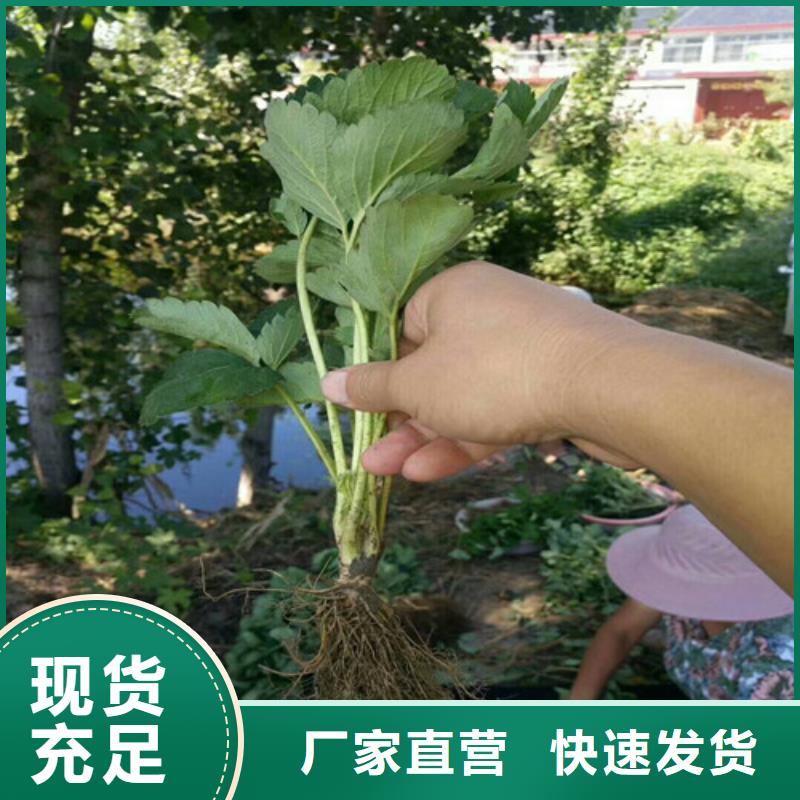 艳丽草莓苗-踏踏实实做产品