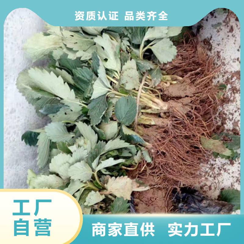 草莓苗-大棚草莓苗联系厂家