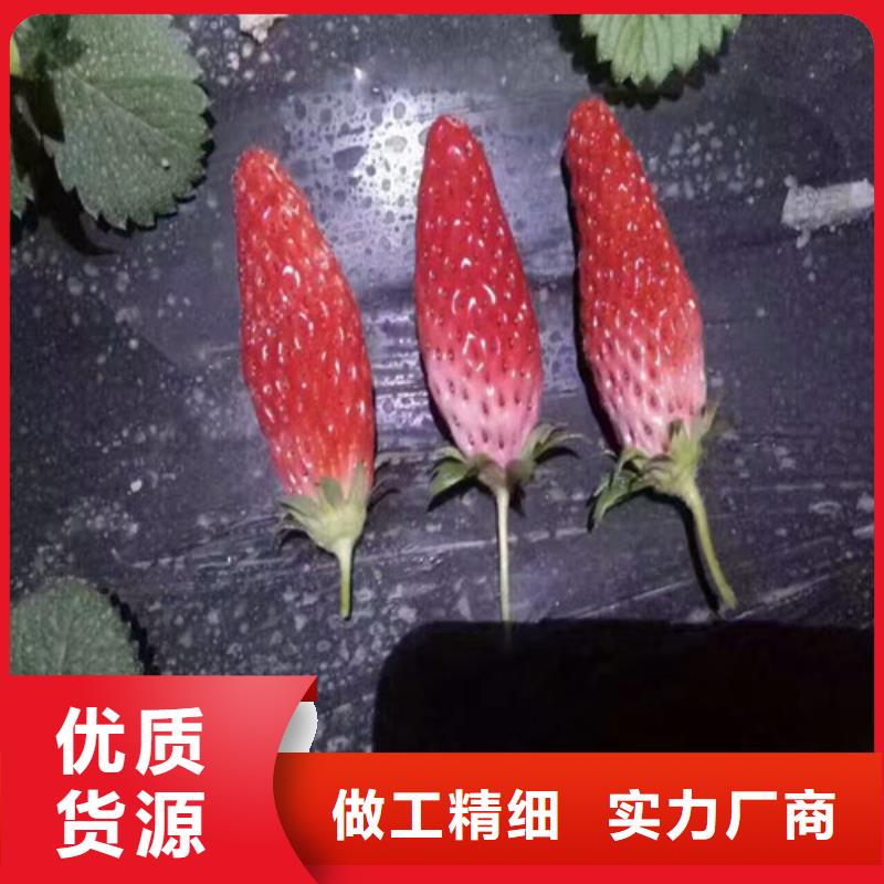 哪里批发艳丽草莓苗，艳丽草莓苗高产丰收