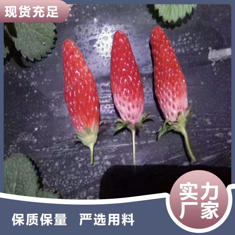 妙香草莓苗低价批发