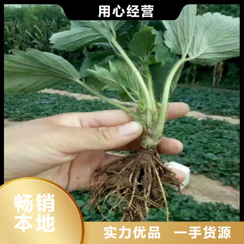 草莓苗【白桃树苗】打造行业品质