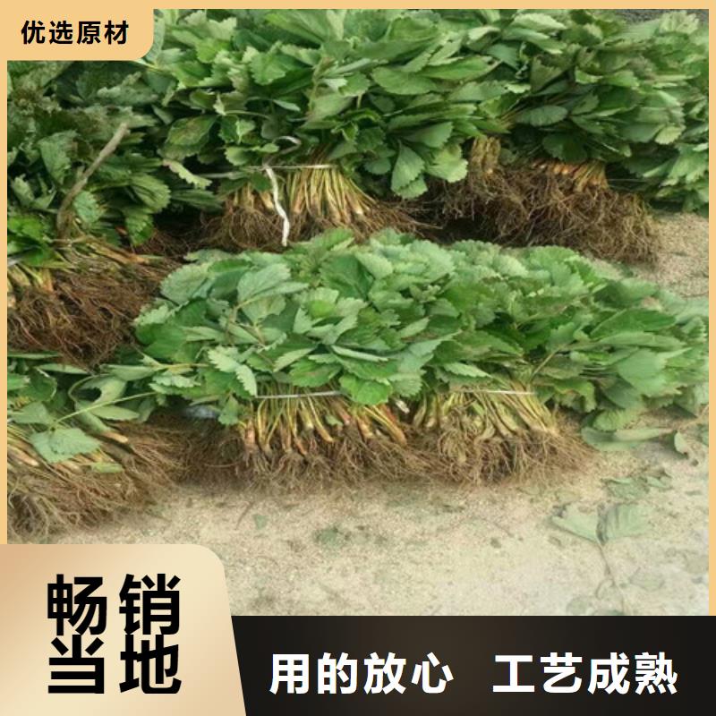 香野草莓苗哪里有