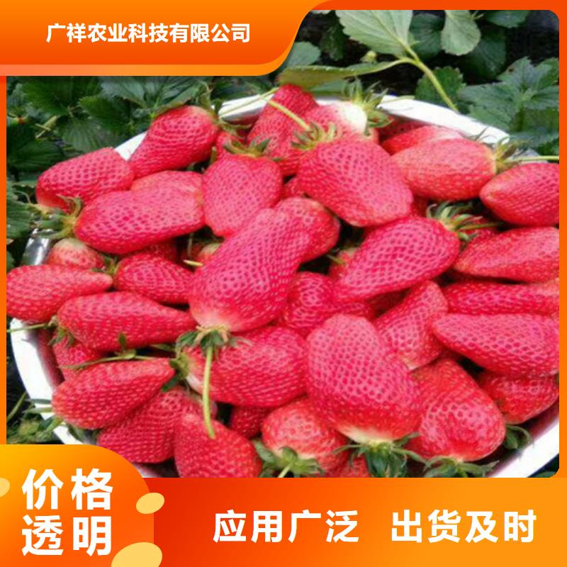 万宁市供应批发二代草莓苗-品牌
