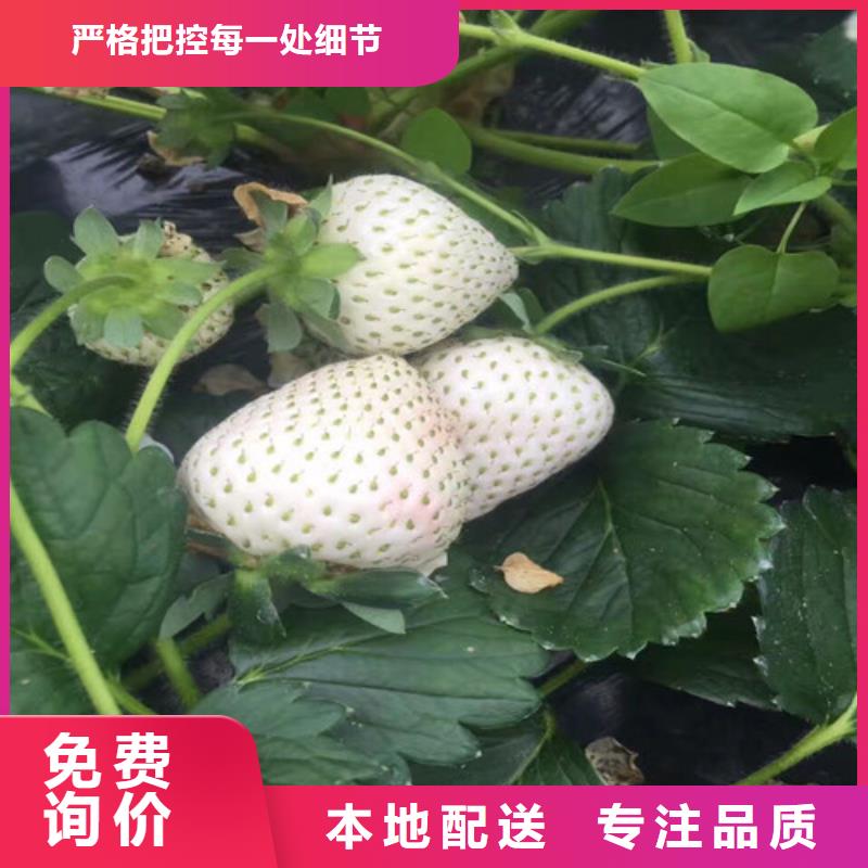 梁子湖基地批发香蕉品种草莓苗，香蕉品种草莓苗基地出售