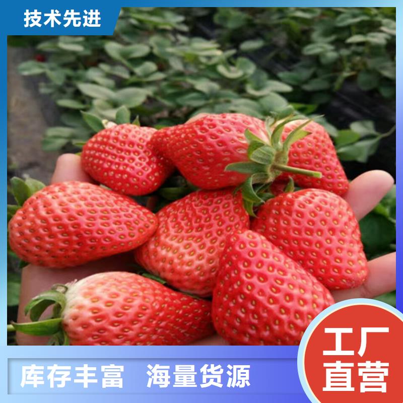 草莓苗,蓝宝石葡萄树苗源头厂家直销