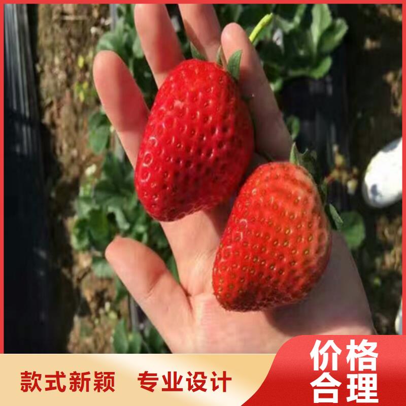 我想买红颜草莓苗，红颜草莓苗哪里纯正