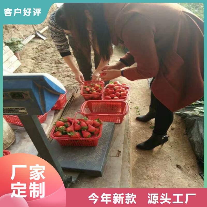 隋珠草莓苗种植基地