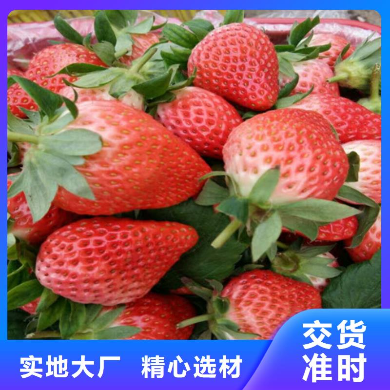 菠萝草莓苗哪里好