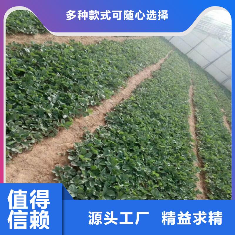 菠萝草莓苗批发