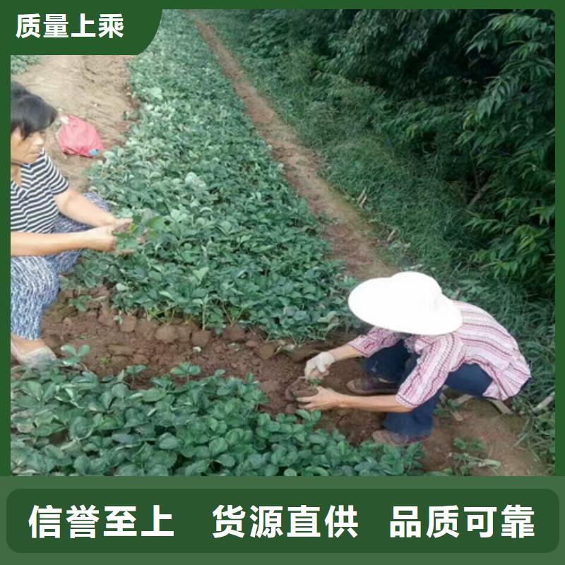 梁子湖基地批发香蕉品种草莓苗，香蕉品种草莓苗基地出售