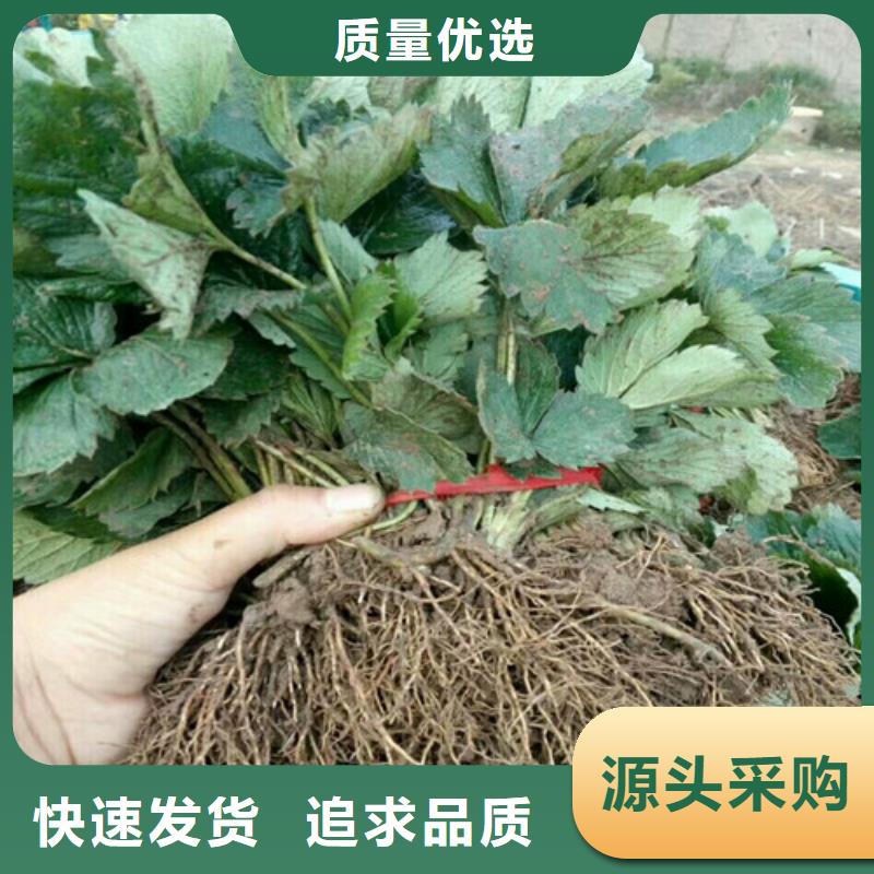 【草莓苗葡萄苗基地源头工厂量大优惠】