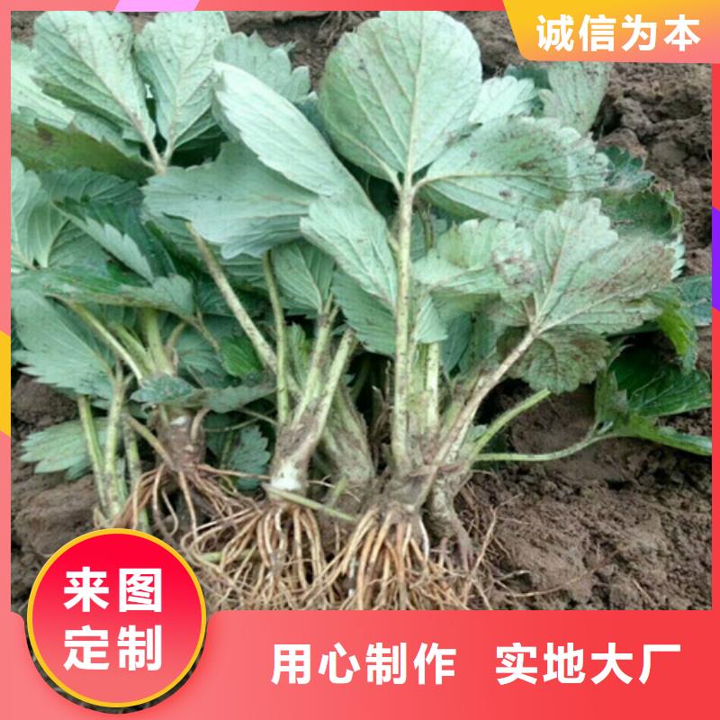 铁山大棚草莓苗哪里好