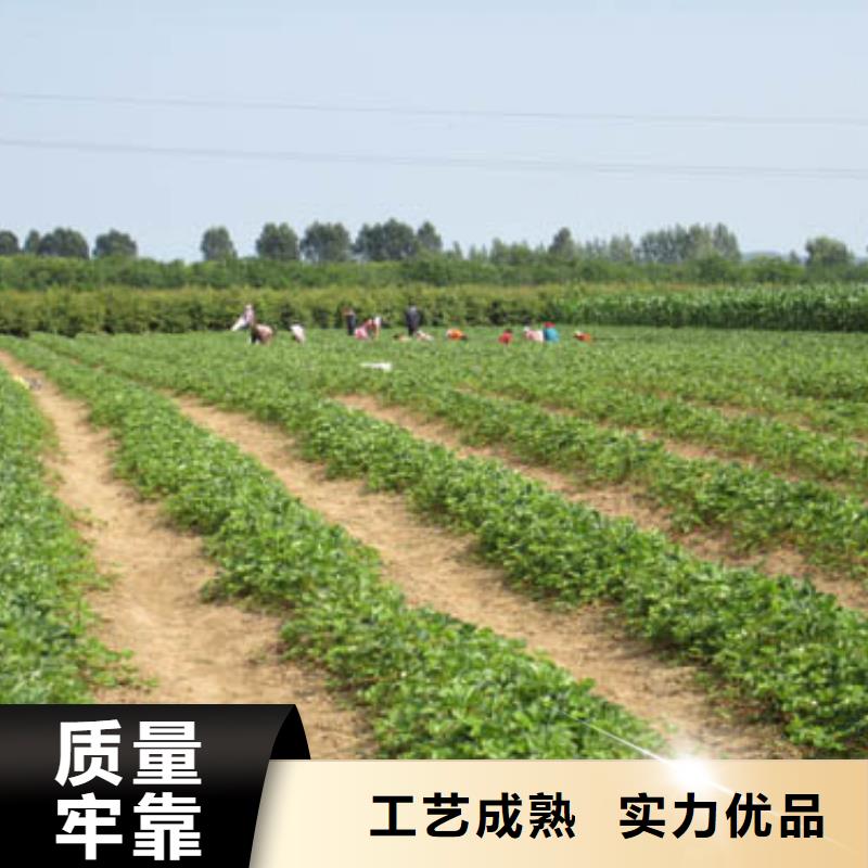 万宁市供应批发二代草莓苗-品牌