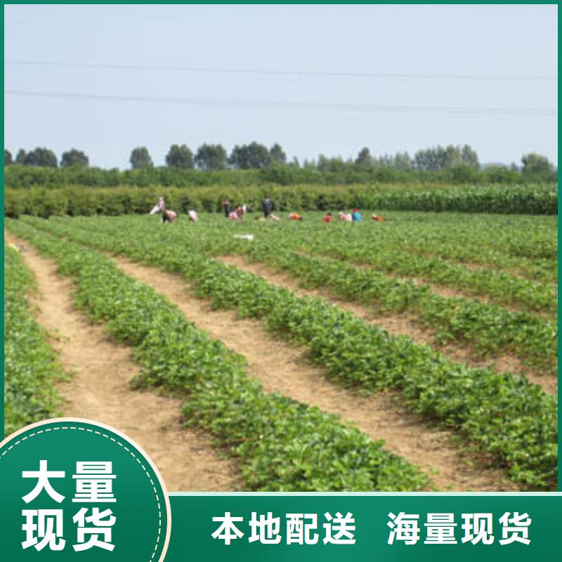 隋珠草莓苗种植基地