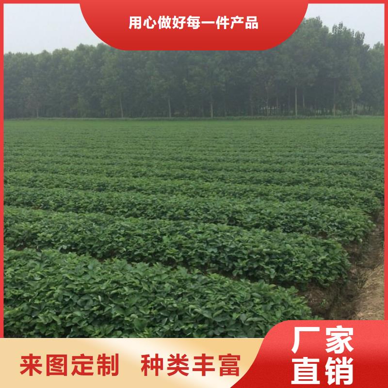 草莓苗草莓苗价格购买的是放心
