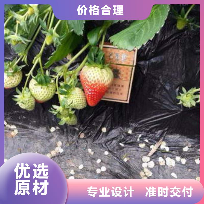 香蕉品种草莓苗厂家供应