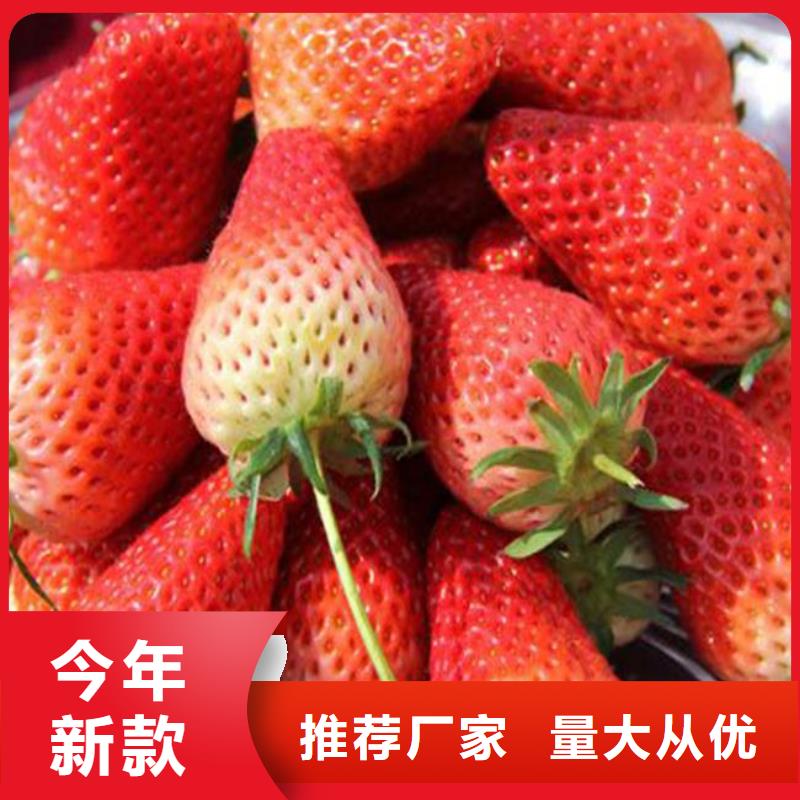 回族自治区章姬草莓苗低价批发