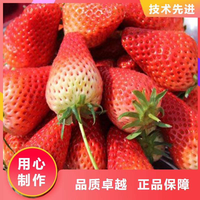 大棚草莓苗培育基地