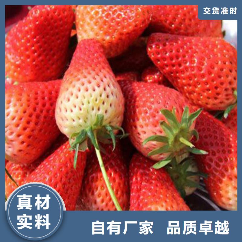 四季草莓苗今日行情