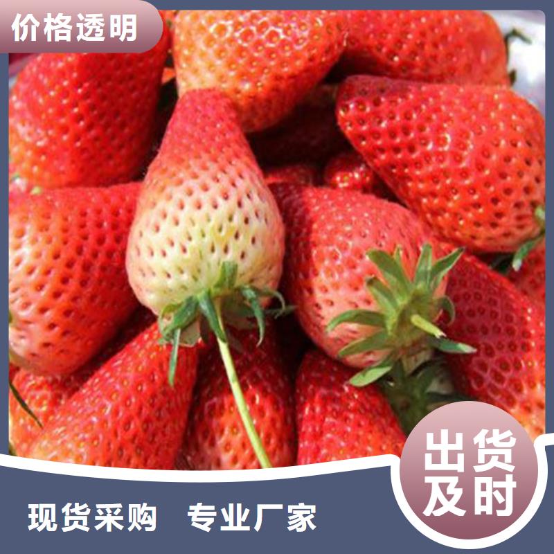 艳丽草莓苗-艳丽草莓苗质量优
