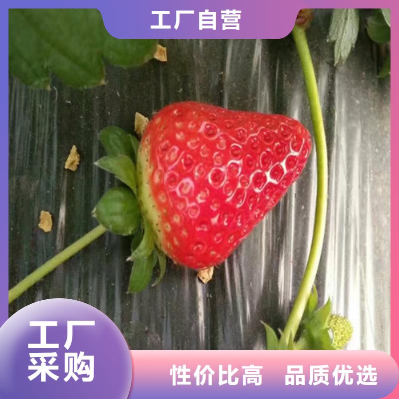 四季草莓苗今日行情
