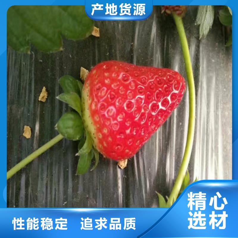 艳丽草莓苗-艳丽草莓苗质量优