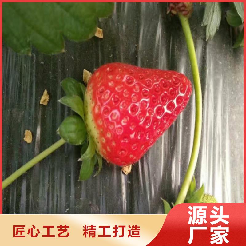 太康红颊草莓苗实体大厂