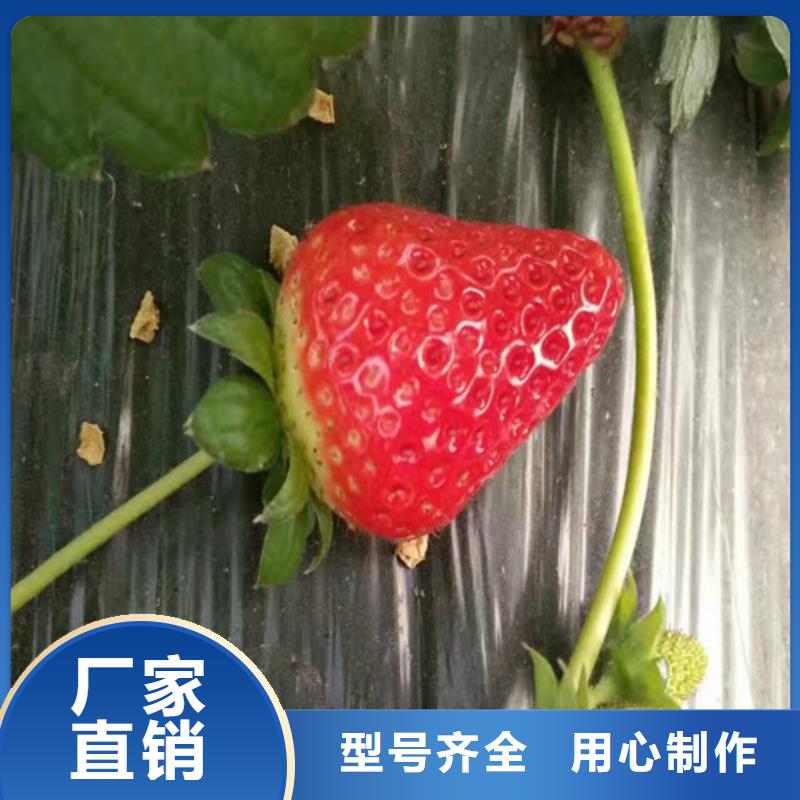回族自治区章姬草莓苗低价批发