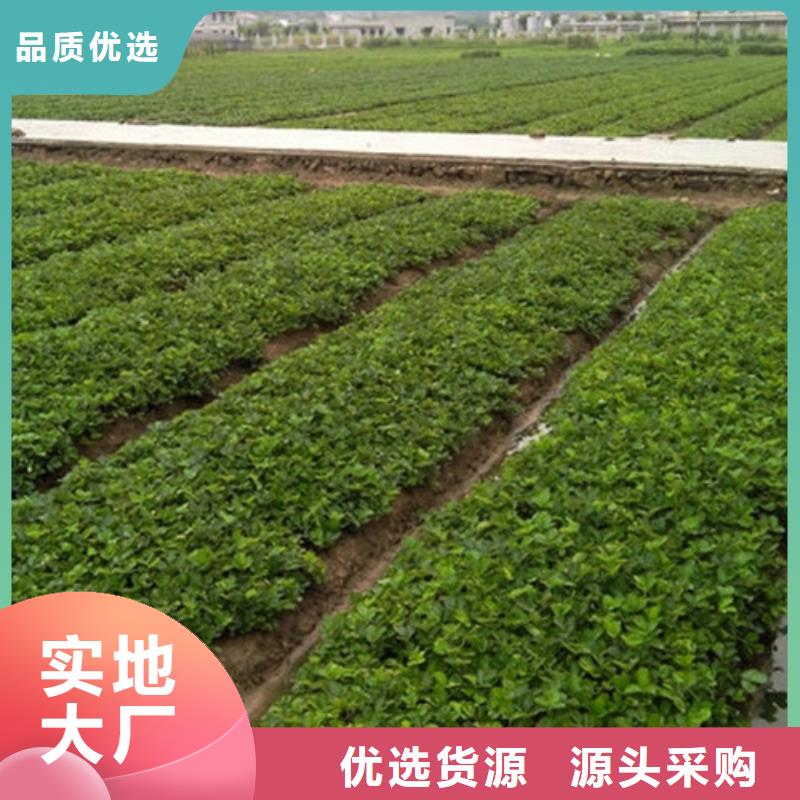 菠萝草莓苗行业资讯