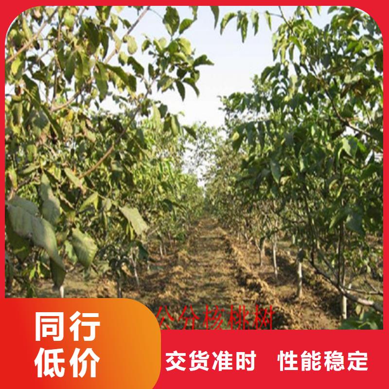 核桃苗-大棚草莓苗商家直供