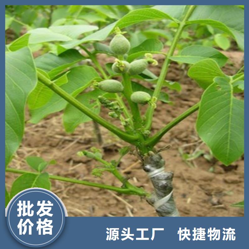 嫁接核桃苗种植条件