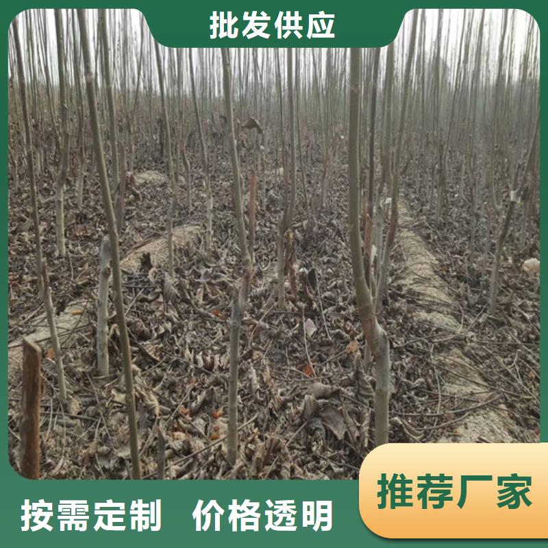 核桃苗 樱桃苗厂诚信经营