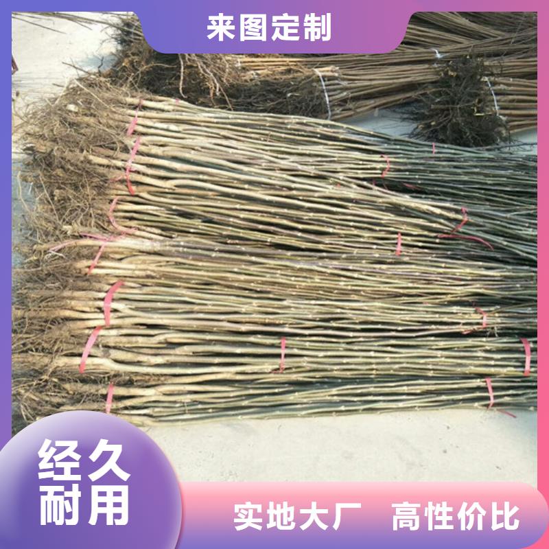 核桃苗【红蜜桃树苗】规格型号全