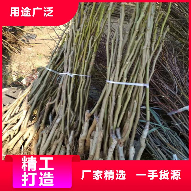 香玲核桃苗品种选择