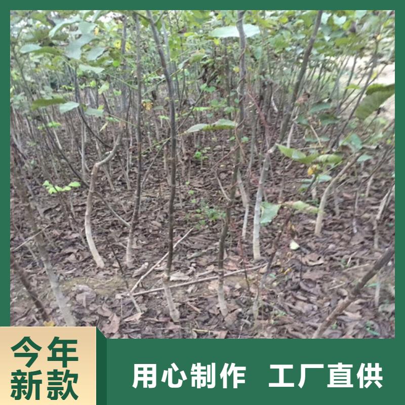 香玲核桃苗种植品种选择