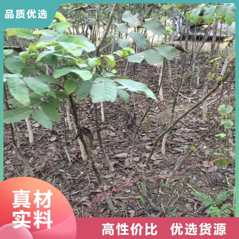 8518核桃苗厂家供应