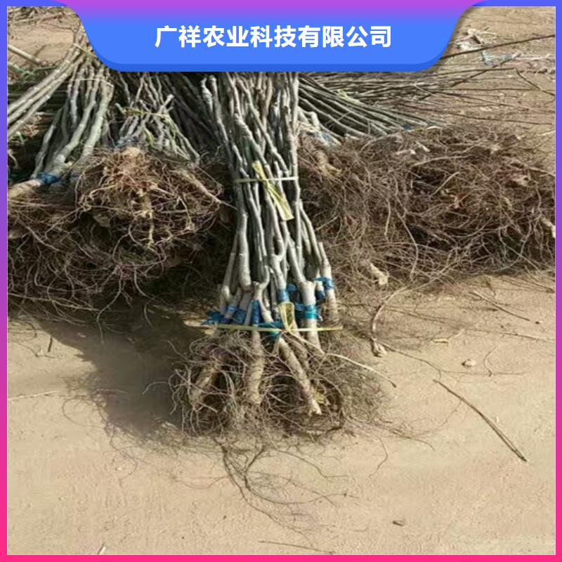 嫁接核桃苗种植条件