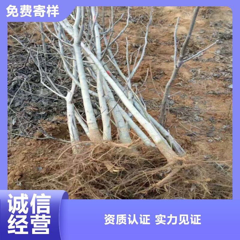 核桃苗【红蜜桃树苗】规格型号全