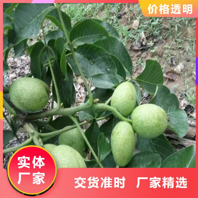 核桃苗草莓苗价格一致好评产品