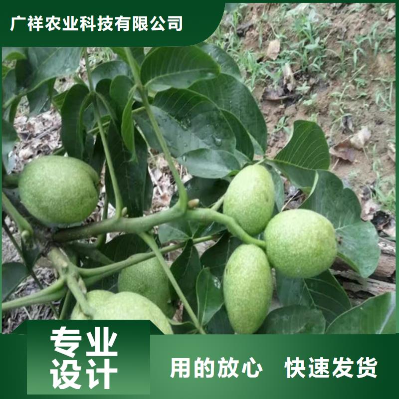 核桃苗-草莓苗价格定制零售批发