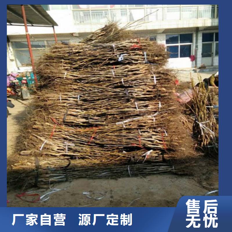 核桃苗 蜂糖李子树苗厂家