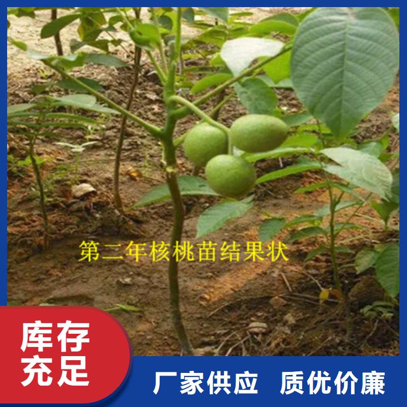 香玲核桃苗种植品种选择