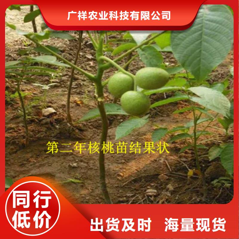 核桃苗【红蜜桃树苗】规格型号全